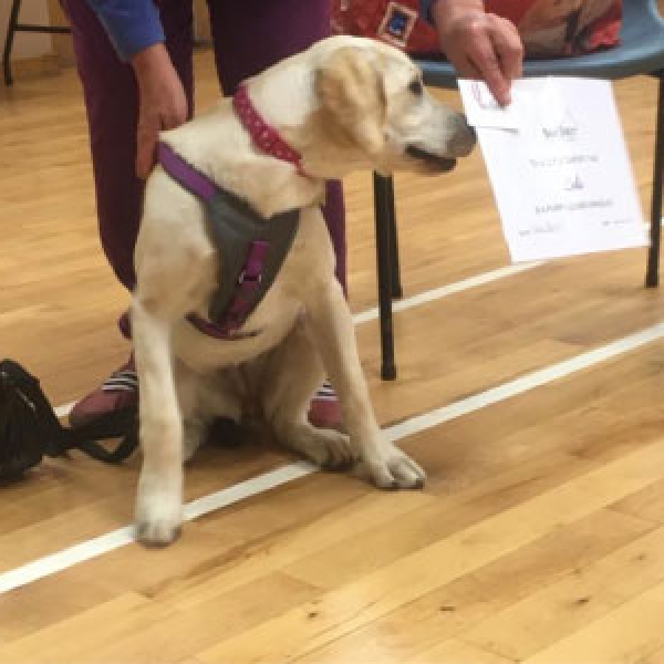 Puppy Classes